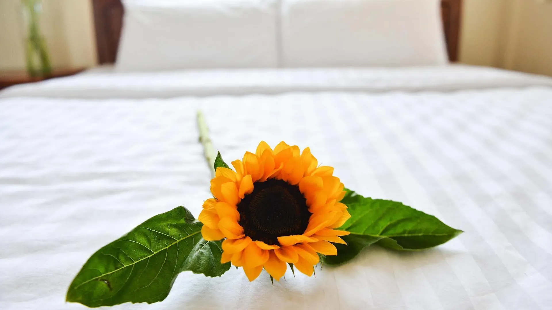 Oc Tien Sa Hotel Da Nang 0*,  Vietnam